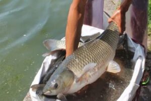 Thời điểm thích hợp để thu hoạch cá trắm