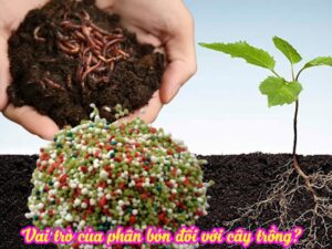 10 Vai trò của phân bón hữu cơ và vô cơ đối với cây trồng