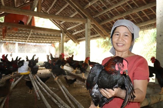 Cần lưu ý những gì khi cho gà ăn?