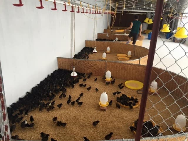 Cách làm chuồng úm gà con