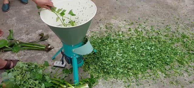 Cách cho gà úm ăn