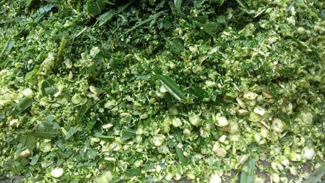 Hãy băm nhỏ cây chuối trước khi cho gà ăn.