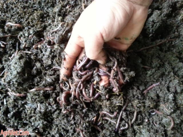 3. Cách làm phân trùn quế