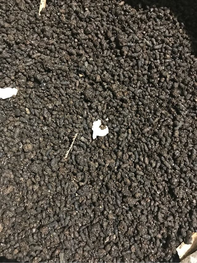 Hãy ngâm phân dơi trước khi sử dụng