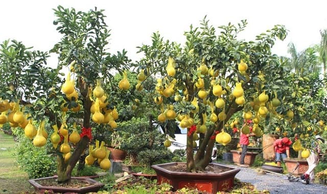 Nguyên nhân bưởi diễn ít ra hoa