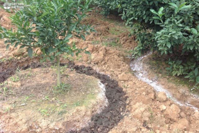 Bón phân thúc đúng thời điểm