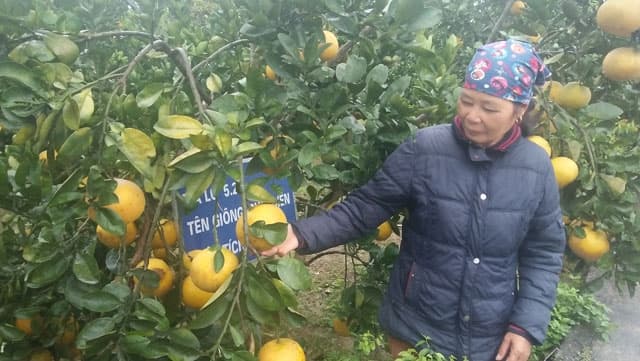 Lý do bưởi Diễn bị ít ra hoa