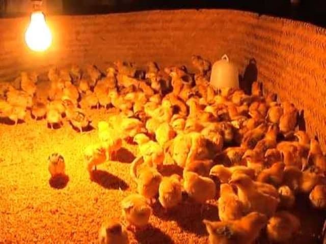 Nhiệt độ úm gà con được đảm bảo