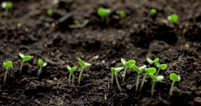 Phân gà mang nhiều vai trò trong bổ sung dưỡng chất cho đất cũng như cây trồng