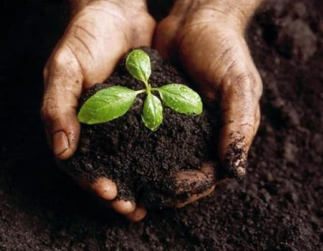 Vai trò của phân bón hữu cơ