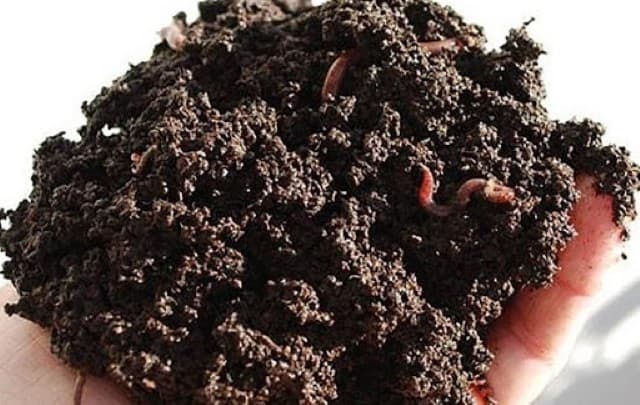 2. Phân trùn quế có tác dụng gì?