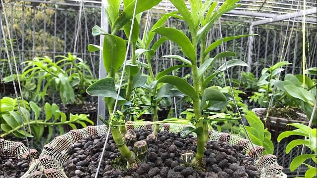 Sử dụng phân dê bón hoa lan, hoa hồng