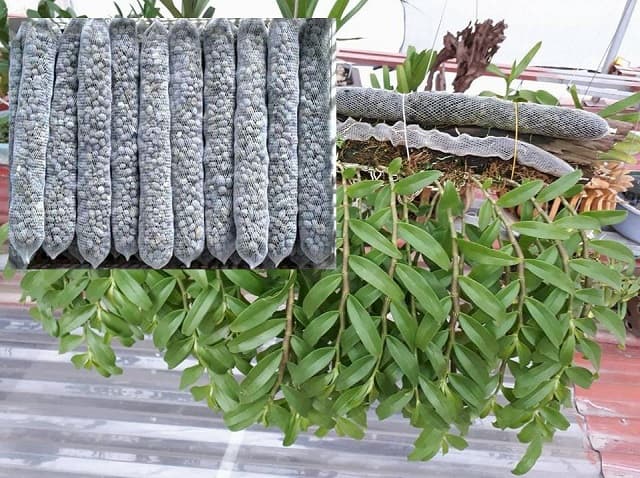 Tác dụng của phân dê đối với cây trồng