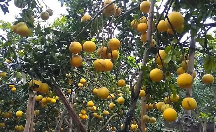 Lý do bưởi Diễn bị ít ra hoa