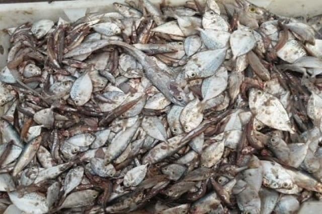 Ủ cá làm thức ăn như thế nào?