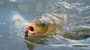 Ủ mồi câu cá chép câu lưỡi đơn