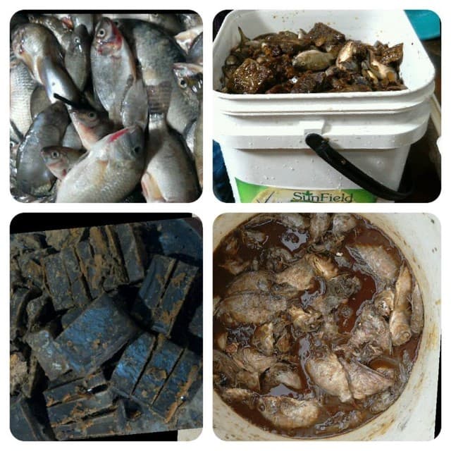 Việc ủ cá làm thức ăn rất dễ thực hiện.