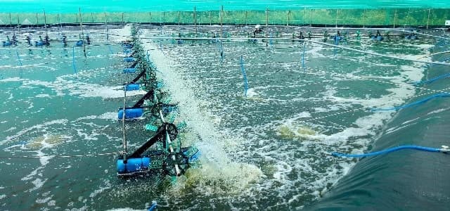 Phương pháp thứ 3: cách ủ EM gốc với cám gạo + mật rỉ đường