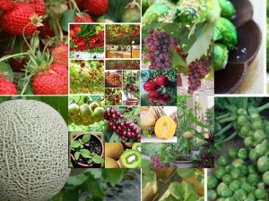 Các loại cây trồng ngắn ngày mang lại năng suất cao