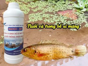 Kỹ thuật nuôi cá rô đồng trong bể xi măng đạt năng suất cao