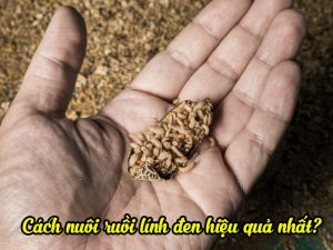 Cùng tìm hiểu về cách nuôi ruồi lính đen.