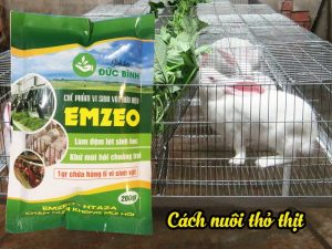 Cách nuôi thỏ thịt không mùi hôi là sử dụng chế phẩm emzeo định kỳ thường xuyên