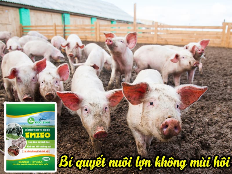 Cách xử lý chất thải chăn nuôi lợn hiệu quả bằng EMZEO chuồng trại