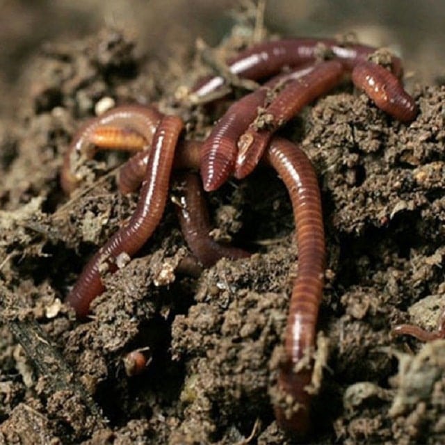 Cấu tạo cơ thể giun đất rất đơn giản