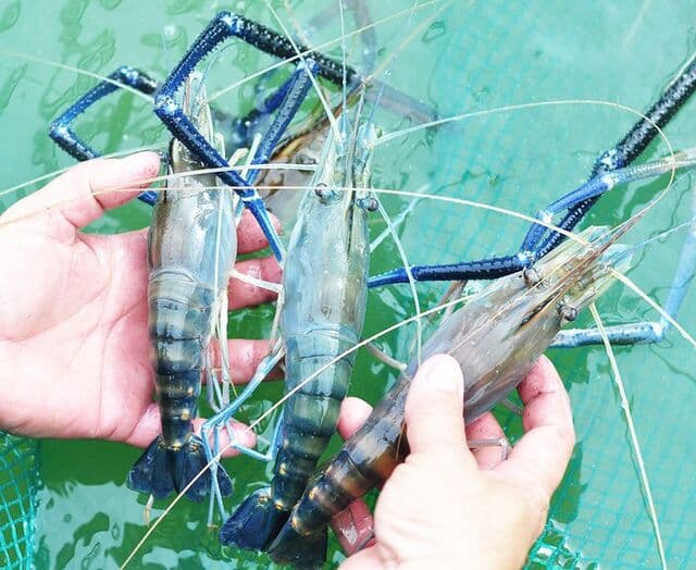 Chất lượng nước cũng quan trọng trong kỹ thuật nuôi tôm càng xanh