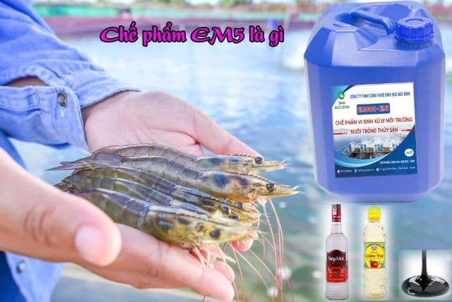 Chế biến chế phẩm EM5 theo công thức đơn giản