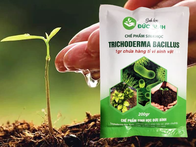 Chế phẩm nấm đối kháng trichoderma bacillus Đức Bình