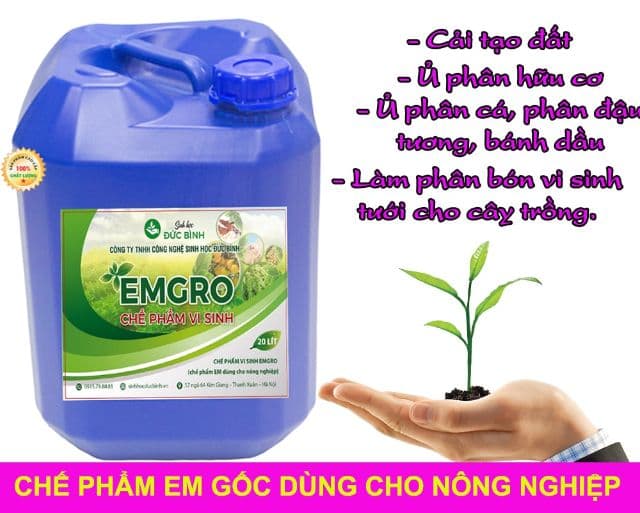 Chế phẩm sinh học EM tập hợp nhiều vi sinh vật có lợi
