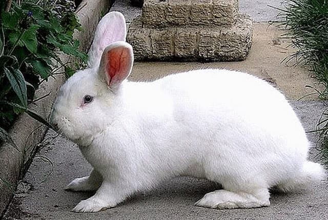 Chọn những con thỏ khỏe mạnh, nhanh nhẹ để làm con giống
