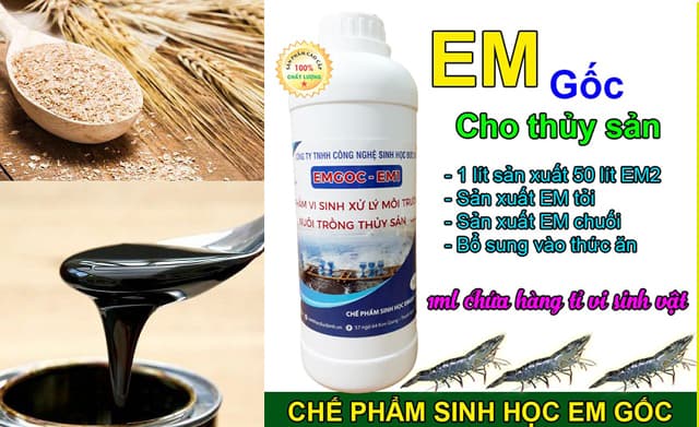 Phương pháp thứ 3: cách ủ EM gốc với cám gạo + mật rỉ đường