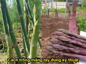 Hướng dẫn kỹ thuật cách trồng măng tây cho năng suất cao