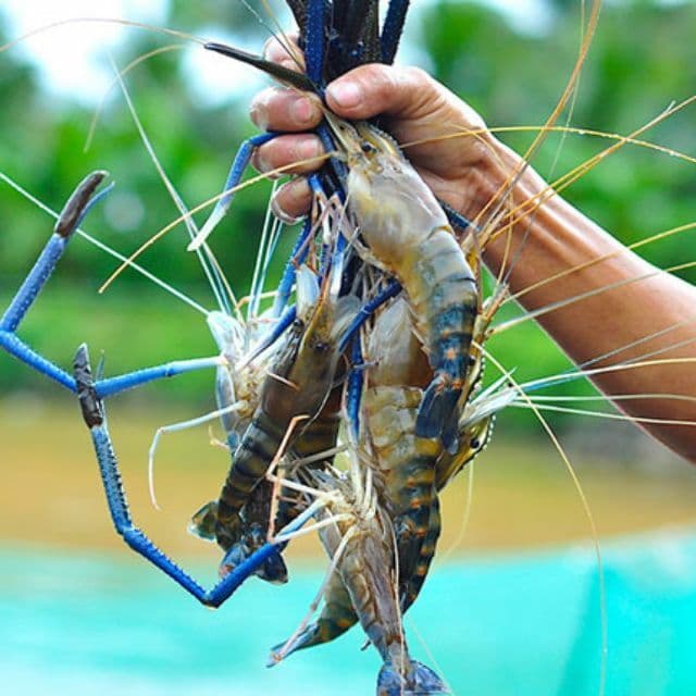 Kỹ thuật nuôi tôm càng xanh đảm bảo sản lượng và chất lượng tốt nhất