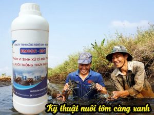 Kỹ thuật nuôi tôm càng xanh đúng cách