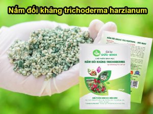 Tìm hiểu về nấm đối kháng trichoderma cùng chuyên gia