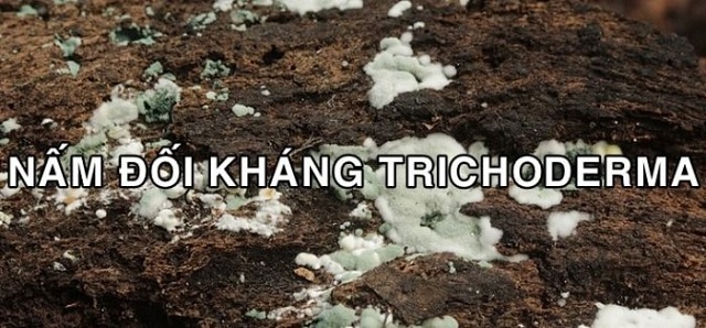 Nấm đối kháng trichoderma là gì?
