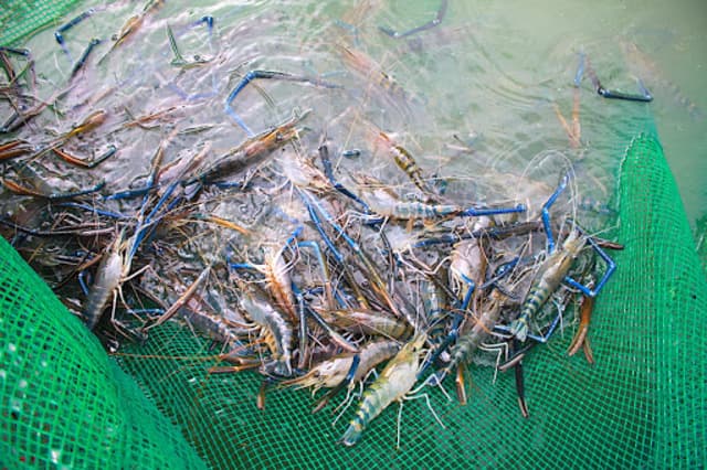 Tôm càng xanh tốt nhất nên được nuôi trong ao có độ pH từ 6,0 đến 10,5 và nên tránh độ pH dưới 6,5 hoặc trên 9,5, nếu có thể.