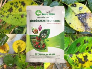 Nguyên nhân và cách phòng trị hoa hồng bị vàng lá