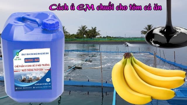 Nuôi tôm bằng chế phẩm EM chuối giúp tôm phòng nhiều bệnh phổ biến