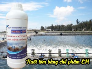 Nuôi tôm bằng chế phẩm EM là cách nuôi đạt hiệu quả và phổ biến nhất hiện nay