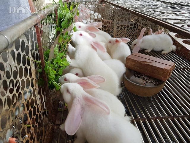 Thỏ sau giai đoạn cai sữa cần được bổ sung dinh dưỡng hợp lý