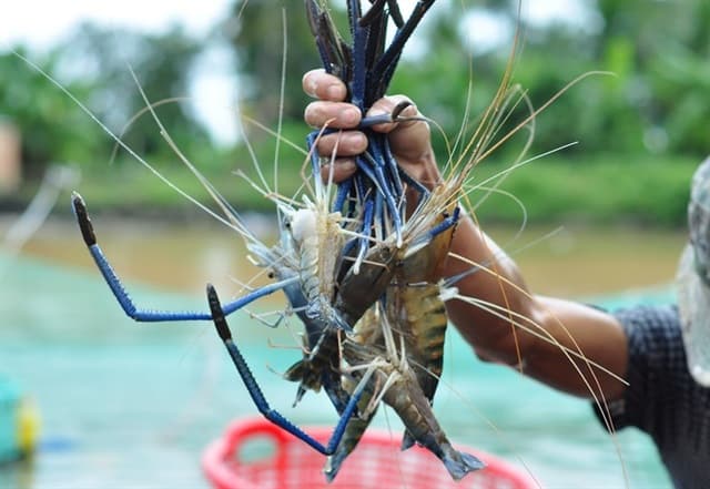 Tôm càng xanh tốt nhất nên được nuôi trong ao có độ pH từ 6,0 đến 10,5 và nên tránh độ pH dưới 6,5 hoặc trên 9,5, nếu có thể.