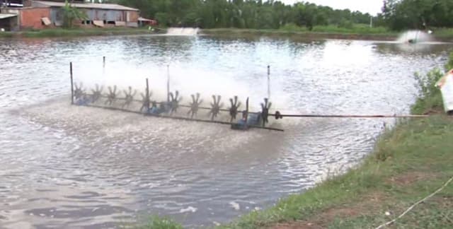 Trước khi tiến hàng thả tôm, hãy kiểm tra lại nồng độ pH của hồ nuôi