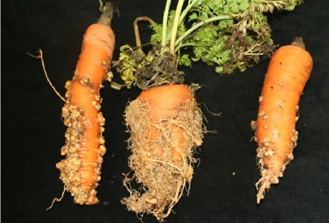 Tác hại của tuyến trùng đối với cây trồng