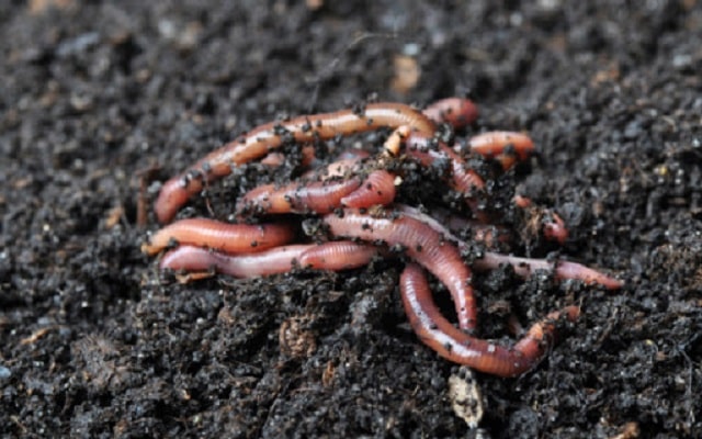 Vai trò của giun đất đối với động vật