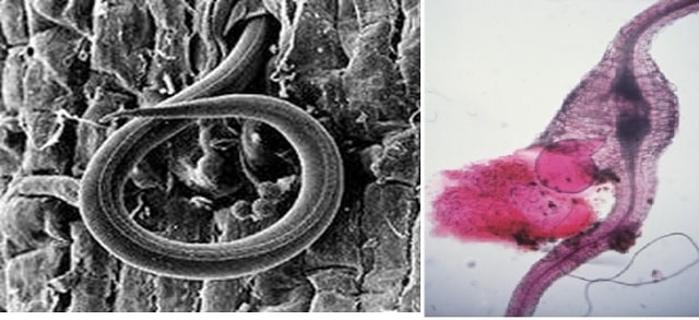 Với nhiệt độ 600 độ C tuyến trùng sẽ bị tiêu diệt