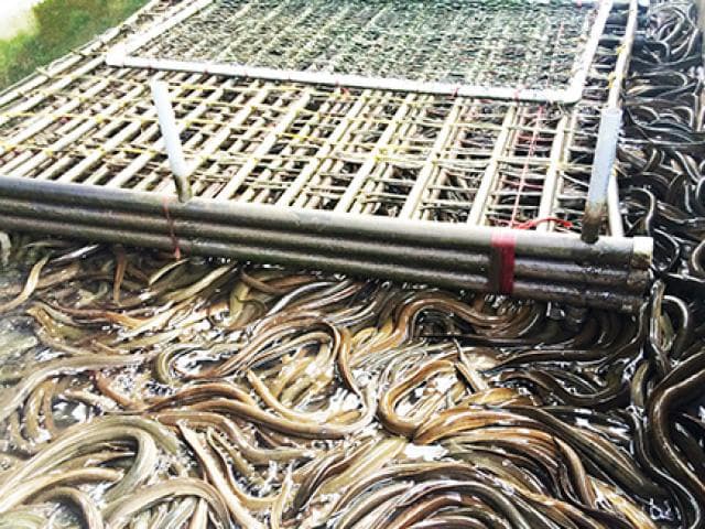 Cách nuôi lươn trong bể xi măng đúng kỹ thuật